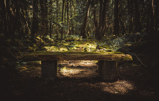 Aokigahara Fuji Aokigahara Fuji