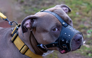Bully