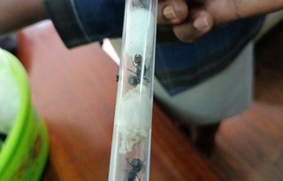 ants ants
