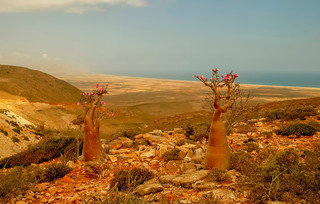 Socotra Σομαλία Socotra Σομαλία
