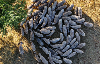 Πρόβατα Πρόβατα