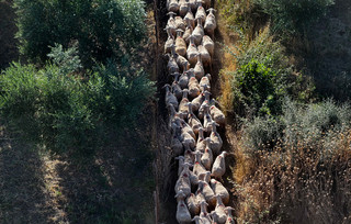 Πρόβατα Πρόβατα