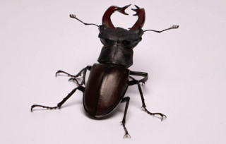 Σκαθάρι Σκαθάρι