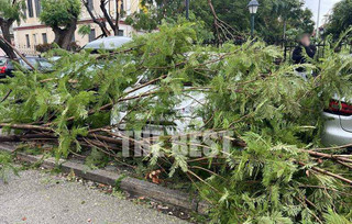 Πάτρα: Ξεριζώθηκαν κι έσπασαν πάνω από δέκα δέντρα από τον αέρα στον περίβολο του Αγίου Ανδρέα