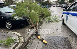 Πάτρα: Ξεριζώθηκαν κι έσπασαν πάνω από δέκα δέντρα από τον αέρα στον περίβολο του Αγίου Ανδρέα