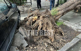 Πάτρα: Ξεριζώθηκαν κι έσπασαν πάνω από δέκα δέντρα από τον αέρα στον περίβολο του Αγίου Ανδρέα