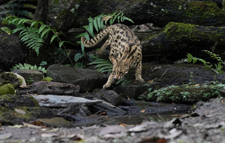 Λεοπάρδαλη γάτα Ασίας Λεοπάρδαλη γάτα Ασίας