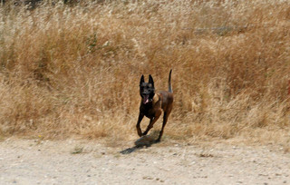 Σκύλος Ανούβις