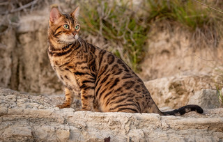 Γάτα Βεγγάλης - Λεοπαρδάλεις γάτες Ασίας Γάτα Βεγγάλης - Λεοπαρδάλεις γάτες Ασίας