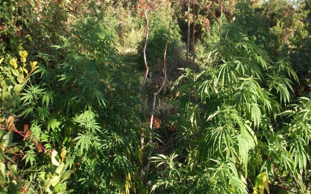 Συνελήφθη 60χρονος για καλλιέργεια κάνναβης – Εντοπίστηκε θερμοκήπιο με 103 δενδρύλλια στον Μυλοπόταμο