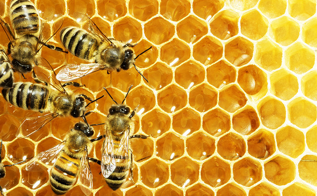 Μέσω του Beegin, μπορούμε όλοι να συνδράμουμε στην άνθιση της μελισσοκομίας και του πληθυσμού των μελισσιών