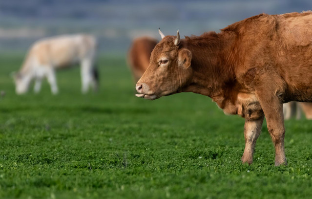 Η φύση βρίσκει ξανά την ισορροπία της – Η «αναγέννηση» της ζωής στη λίμνη Κάρλα μετά το πέρασμα του Daniel