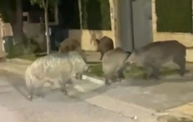 Αγριογούρουνα εθεάθησαν να κάνουν «βόλτα» στην Εκάλη – «Αυξημένη η παρουσία ειδών της άγριας ζωής κοντά στον άνθρωπο»