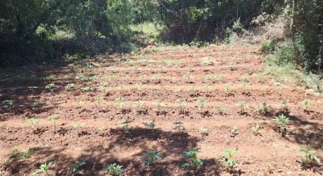Εντοπισμός φυτείας 857 δενδρυλλίων κάνναβης στην Αρκαδία – Έρευνες για τον εντοπισμό των καλλιεργητών