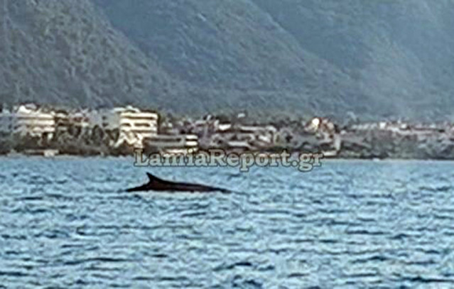 Φάλαινα πιάστηκε στα πράσα να κάνει βόλτες ανοιχτά των Καμένων Βούρλων | Περιβάλλον στο PlusTV.gr