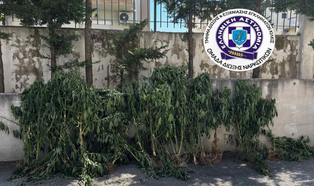 Θεσσαλονίκη: Καλλιεργούσε 26 δενδρύλλια κάνναβης σε δωμάτιο του σπιτιού του – Κατασχέθηκαν πάνω από 4 κιλά