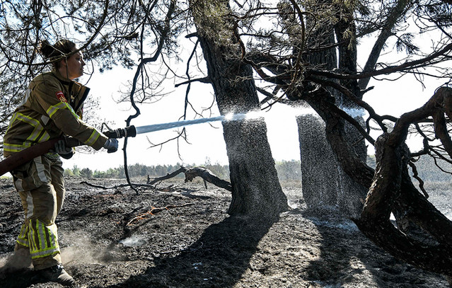 Wildfire Burns 210 Hectares in Southeastern Netherlands