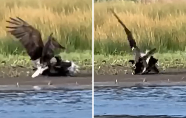 Big Bear Eagle Jackie Critical After Fight With Two Eagles