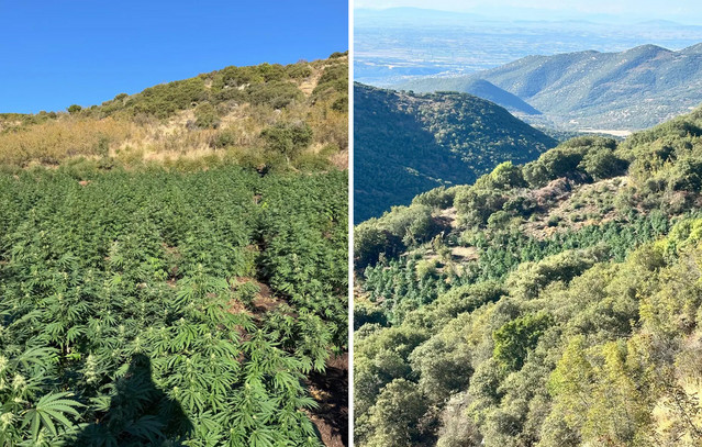 Φυτεία με 812 δενδρύλλια κρυμμένη σε δύσβατη δασώδη περιοχή στη Λάρισα – Δείτε βίντεο και φωτογραφίες