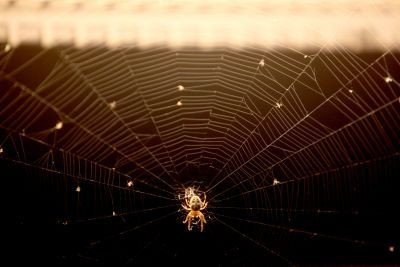 Ο ιστός της αράχνης ως «μοντέλο» στην κατασκευή κτιρίων