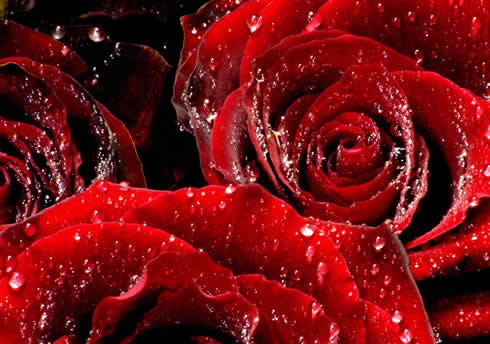 Η Τουρκία εξάγει τριαντάφυλλα για του Αγ. Βαλεντίνου