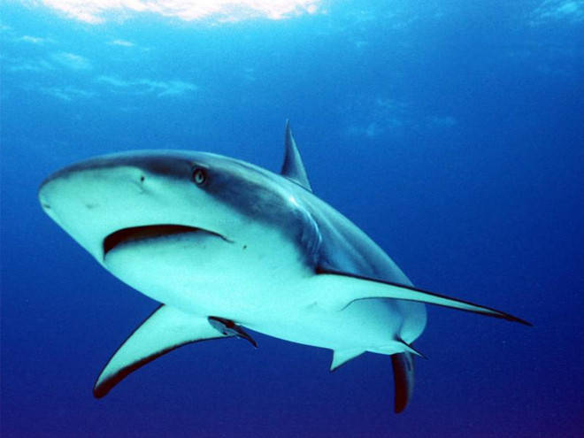 Επίθεση καρχαρία στο Σαρμ ελ-Σέιχ