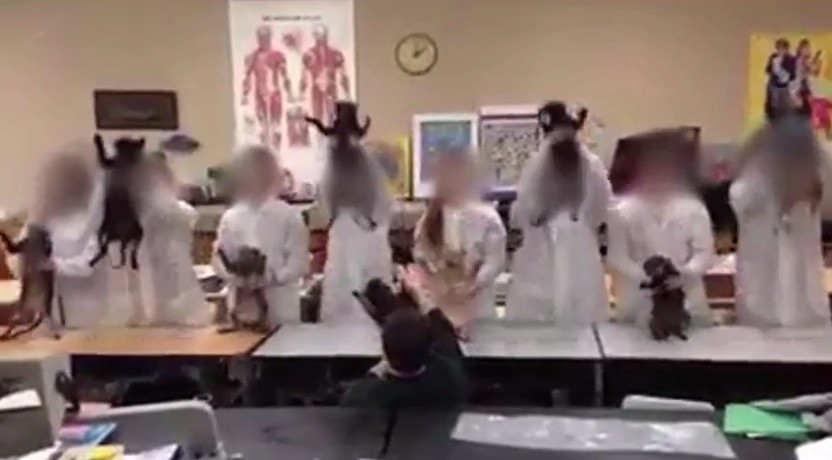 Ο μακάβριος χορός των νεκρών γατιών στα χέρια μαθητών…