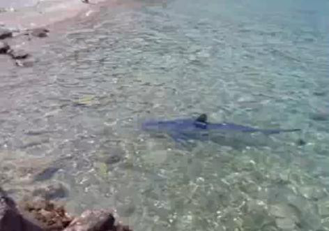 Καρχαρίας στο Πόρτο Γερμενό