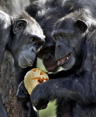 Χιμπατζήδες με δολοφονικά ένστικτα