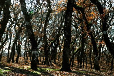 Τα αρχαιότερα δέντρα στον πλανήτη γη