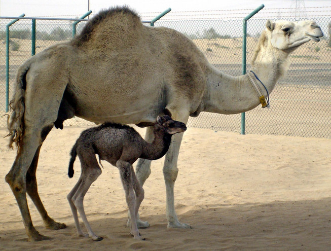 Γάλα καμήλας