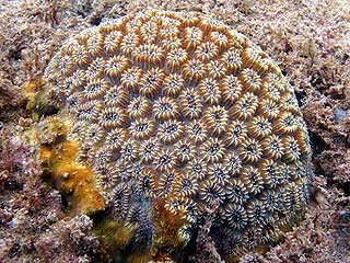 Αργοπεθαίνουν τα κοράλλια της Ερυθράς Θάλασσας