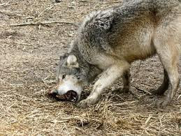 Λύκος βρέθηκε νεκρός στην περιοχή Άρδασσα