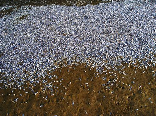 Χιλιάδες νεκρά ψάρια στις εκβολές του Μισισιπή