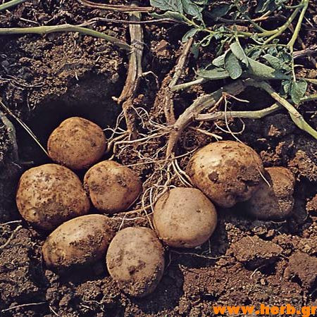Νέα ινδική γενετικά τροποποιημένη πατάτα