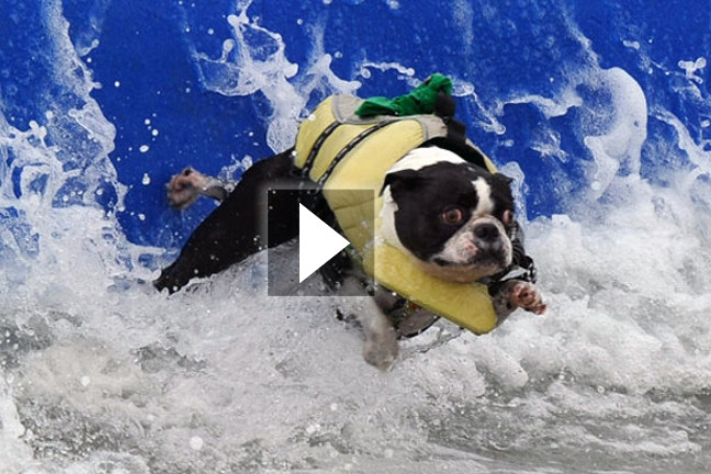 Σκύλοι δαμάζουν τα κύματα