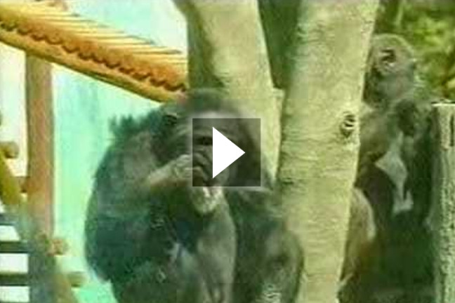 Πέθανε ο καπνιστής χιμπατζής