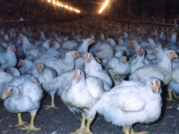 Το Κίεβο απαγόρευσε τις εισαγωγές πουλερικών