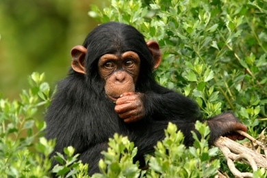 Φυγάδευσαν «θεριακλή» χιμπατζή