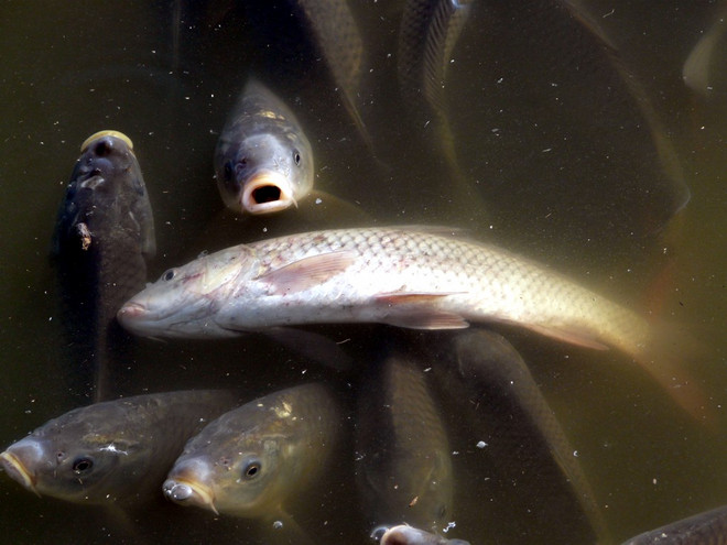 Νεκρά βρέθηκαν 15 τόνοι ψάρια στη λιμνοθάλασσα Πρόκοπου
