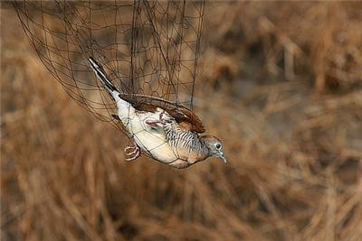 Μαζικές εξοντώσεις πτηνών στην Κύπρο