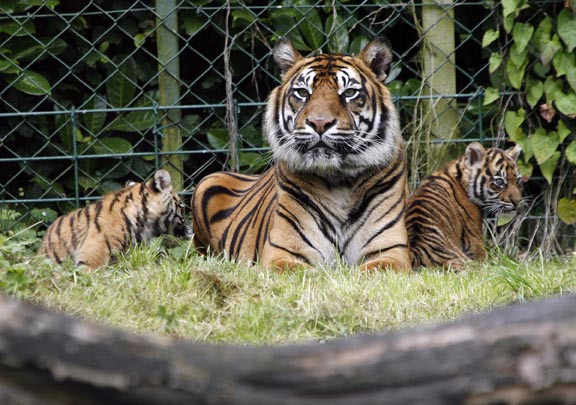 Tα άγρια ζώα κινδυνεύουν στους ζωολογικούς κήπους