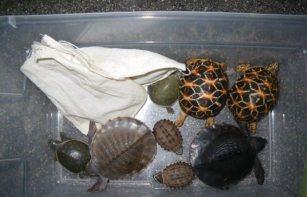Συνελήφθησαν λαθρέμποροι με 400 χελώνες στις αποσκευές τους