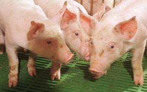 Αναστάτωση από νεκρά γουρούνια στην Αμφίκλεια