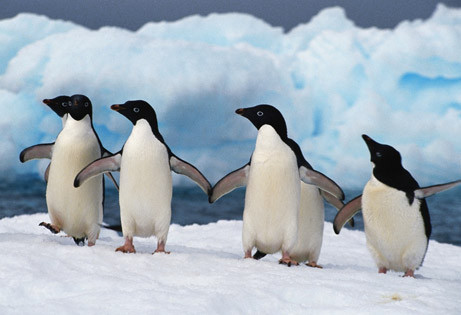 Οι πομποί βλάπτουν τους πιγκουίνους