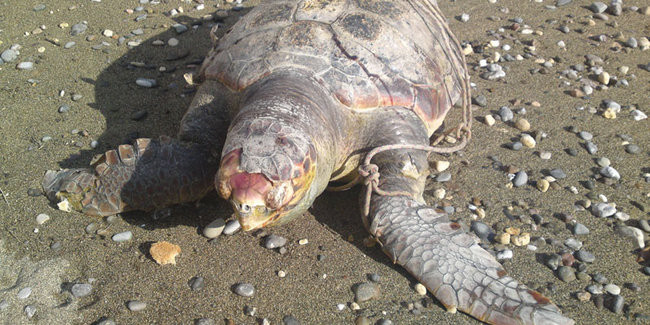 Τα σκουπίδια και τα αλιευτικά εργαλεία σκοτώνουν τις χελώνες