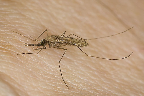 Συναγερμός για τα μολυσμένα κουνούπια