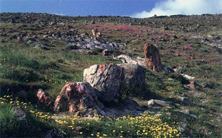 Νέο απολιθωμένο δάσος αποκαλύφθηκε στη Μυτιλήνη