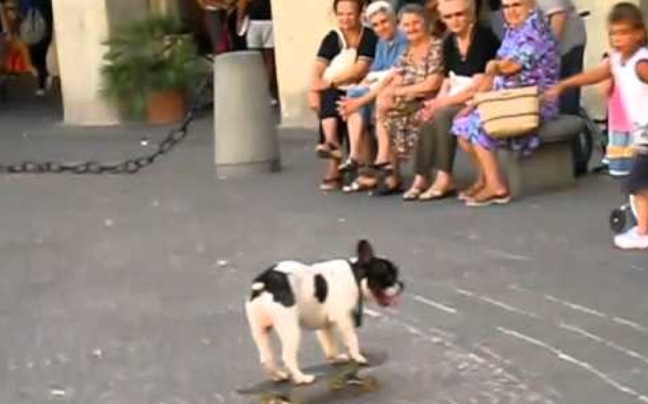 Σκύλος «άσσος» στο skateboard