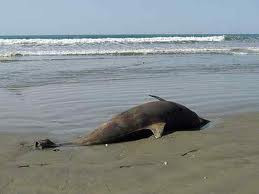 Νεκρά δελφίνια στις ακτές του Περού